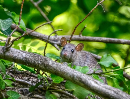 Rodent Removal Solutions for Palm Beach Businesses