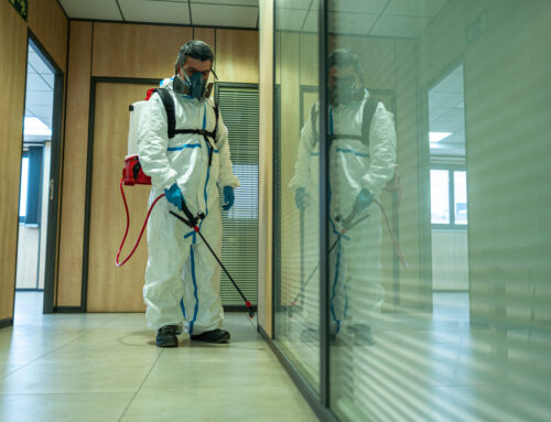 How Local Businesses in Palm Beach Can Benefit from Professional Pest Control