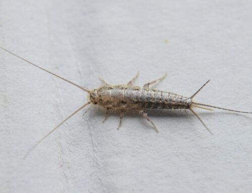 Silverfish Prevention for Palm Beach Homeowners