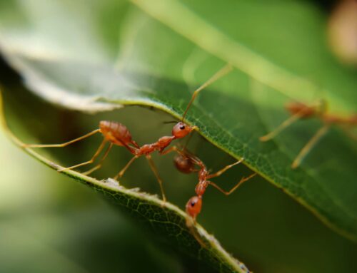 Ant Extermination Tips for Palm Beach Homes and Gardens